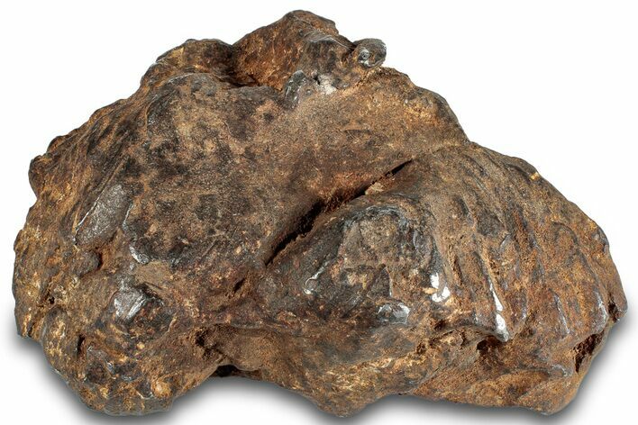 Impressive Gebel Kamil Iron Meteorite ( lbs) - Egypt #263319